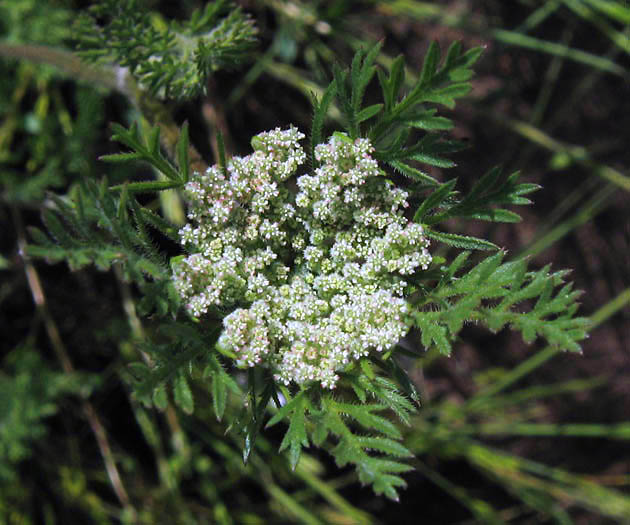 Detailed Picture 2 of Daucus pusillus