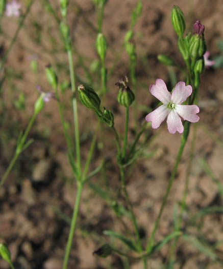 Detailed Picture 3 of Silene antirrhina