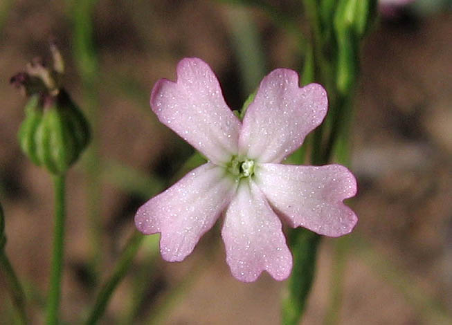 Detailed Picture 1 of Silene antirrhina