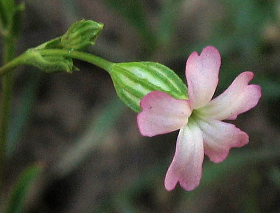 Detailed Picture 2 of Silene antirrhina