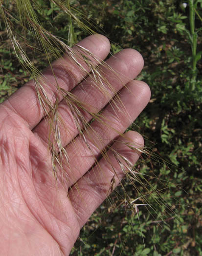 Detailed Picture 1 of Stipa pulchra