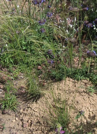 Detailed Picture 2 of Stipa pulchra