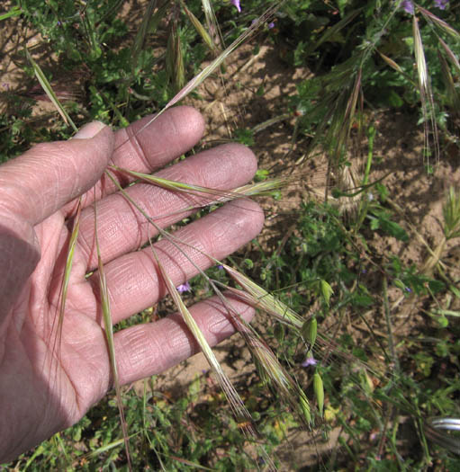 Detailed Picture 2 of Bromus diandrus