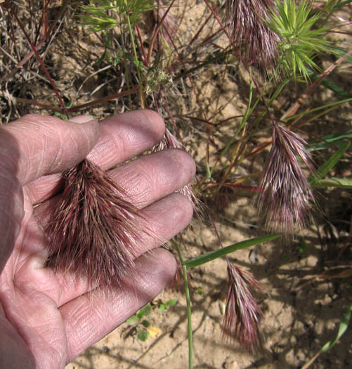 Detailed Picture 2 of Bromus rubens