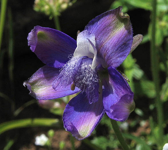 Detailed Picture 3 of Delphinium parryi ssp. parryi