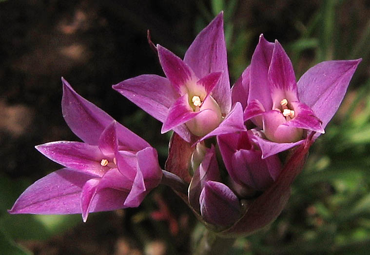 Detailed Picture 3 of Allium peninsulare var. peninsulare