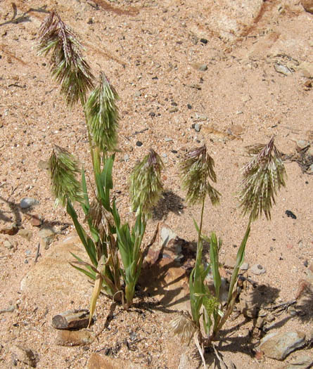 Detailed Picture 4 of Lamarckia aurea