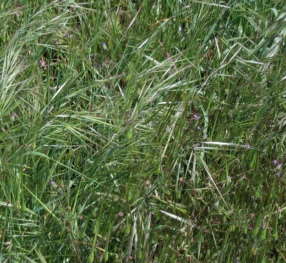 Detailed Picture 3 of Bromus diandrus