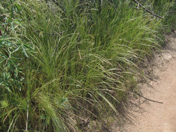 Detailed Picture 7 of Festuca myuros