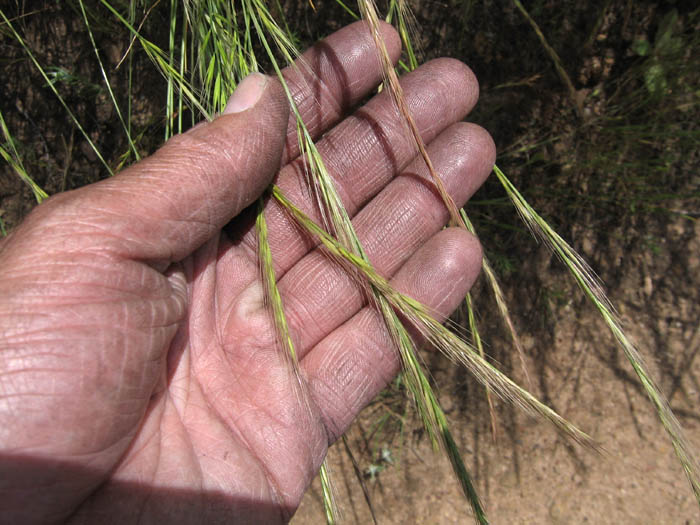 Detailed Picture 5 of Festuca myuros