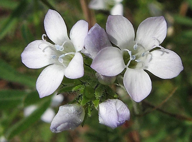 Detailed Picture 3 of Gilia angelensis