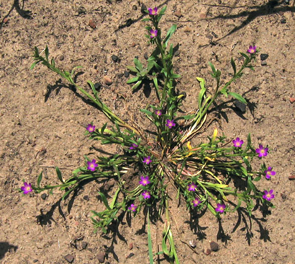 Detailed Picture 4 of Calandrinia menziesii