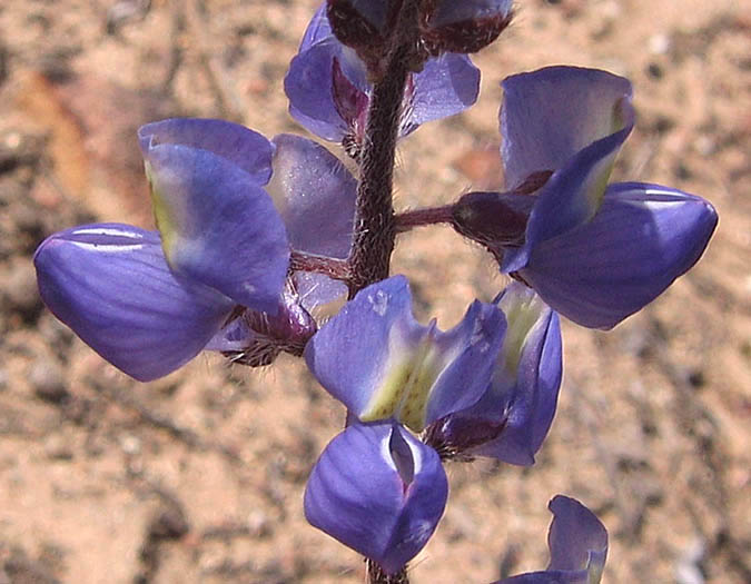 Detailed Picture 1 of Lupinus sparsiflorus