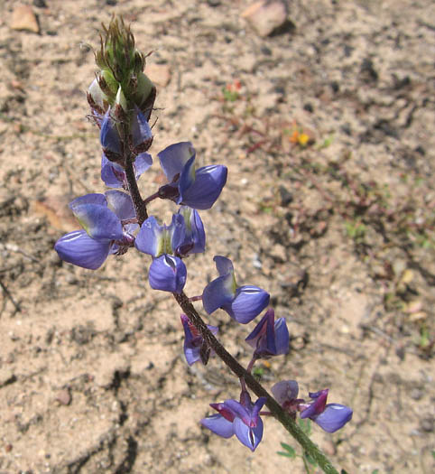 Detailed Picture 2 of Lupinus sparsiflorus