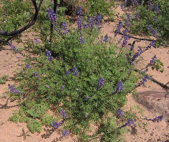 Detailed Picture 6 of Lupinus sparsiflorus