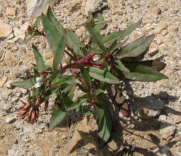 Detailed Picture 3 of Eremothera boothii ssp. decorticans