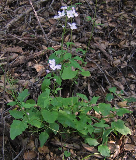 Detailed Picture 3 of Cardamine californica