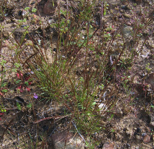 Detailed Picture 4 of Aristida adscensionis