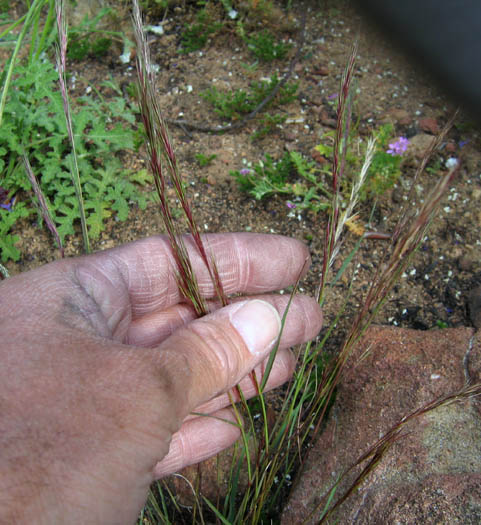 Detailed Picture 3 of Aristida adscensionis