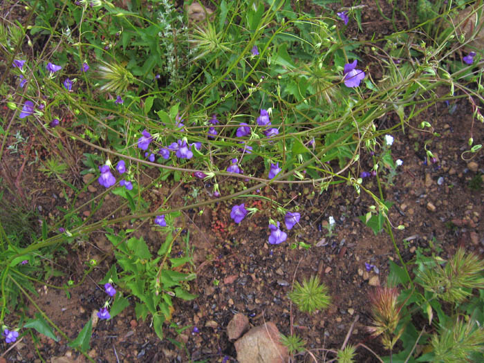 Detailed Picture 4 of Antirrhinum kelloggii