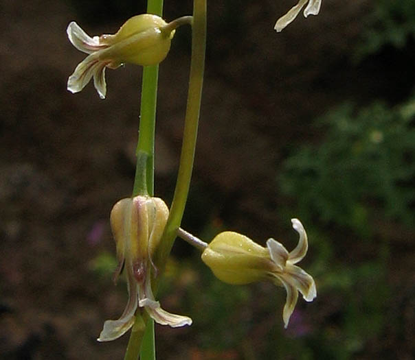 Detailed Picture 4 of Caulanthus heterophyllus