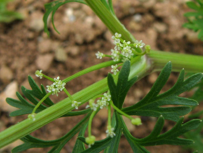 Detailed Picture 4 of Apiastrum angustifolium