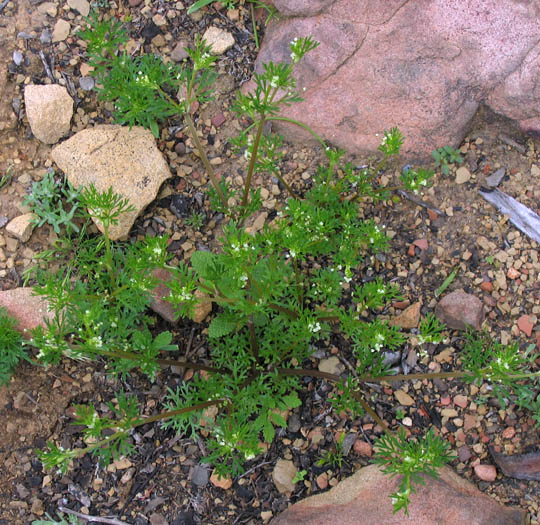 Detailed Picture 5 of Apiastrum angustifolium