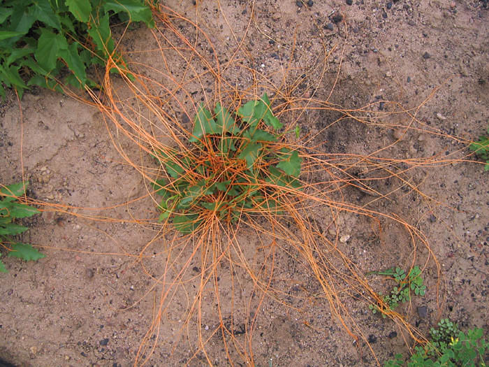 Detailed Picture 5 of Cuscuta subinclusa