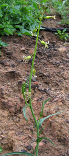 Detailed Picture 5 of Caulanthus heterophyllus