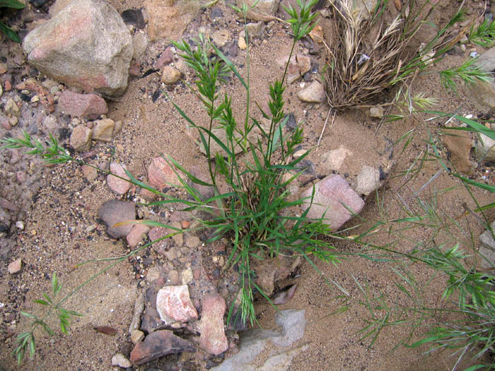 Detailed Picture 4 of Bromus hordeaceus