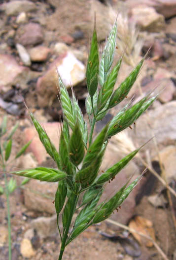 Detailed Picture 3 of Bromus hordeaceus