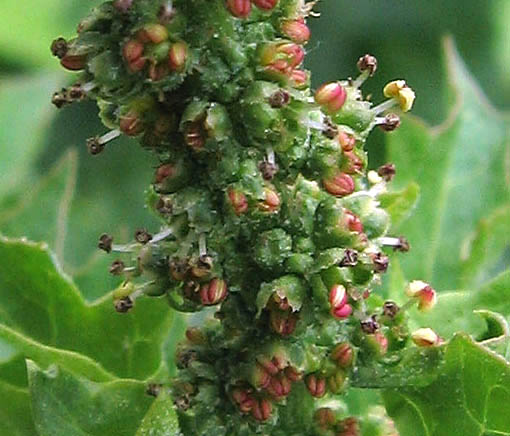 Detailed Picture 2 of Chenopodium californicum