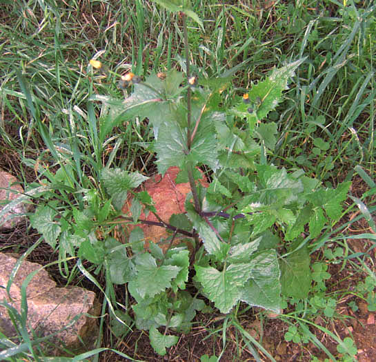 Detailed Picture 5 of Sonchus oleraceus