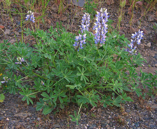 Detailed Picture 4 of Lupinus succulentus