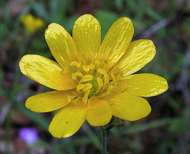Detailed Picture 1 of Ranunculus californicus var. californicus