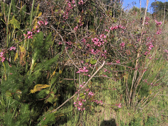 Detailed Picture 3 of Cercis occidentalis