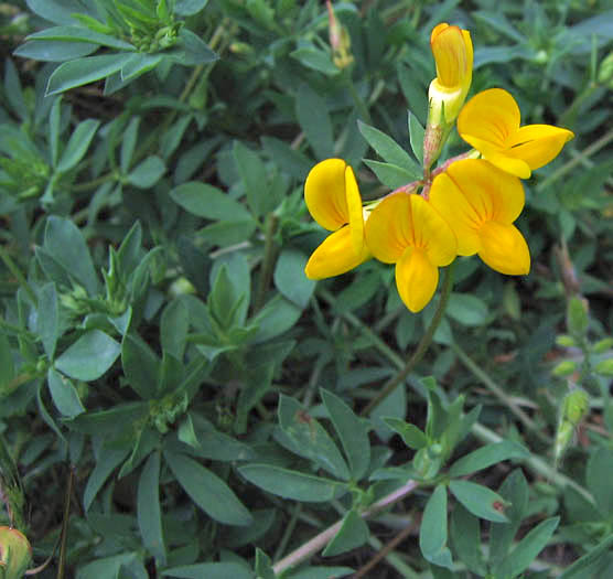 Detailed Picture 3 of Lotus corniculatus