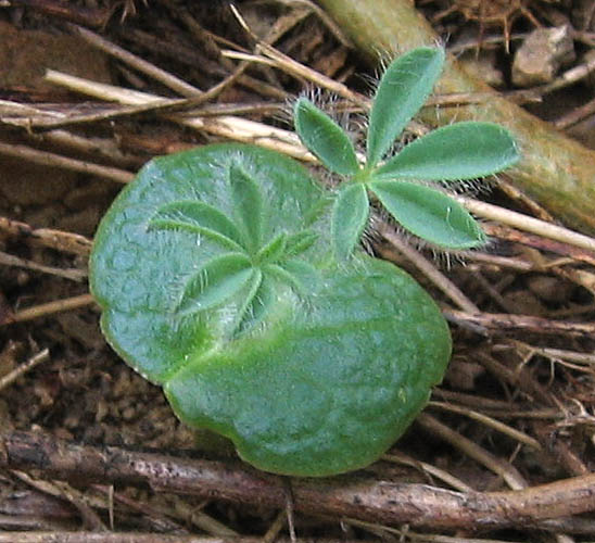 Detailed Picture 4 of Lupinus microcarpus var. microcarpus