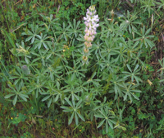 Detailed Picture 2 of Lupinus microcarpus var. microcarpus