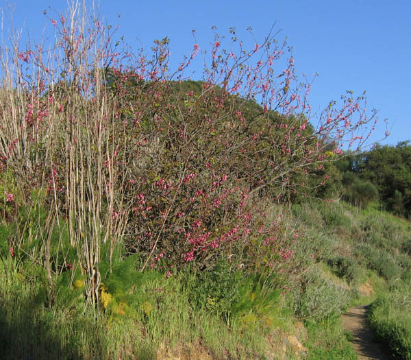 Detailed Picture 4 of Cercis occidentalis