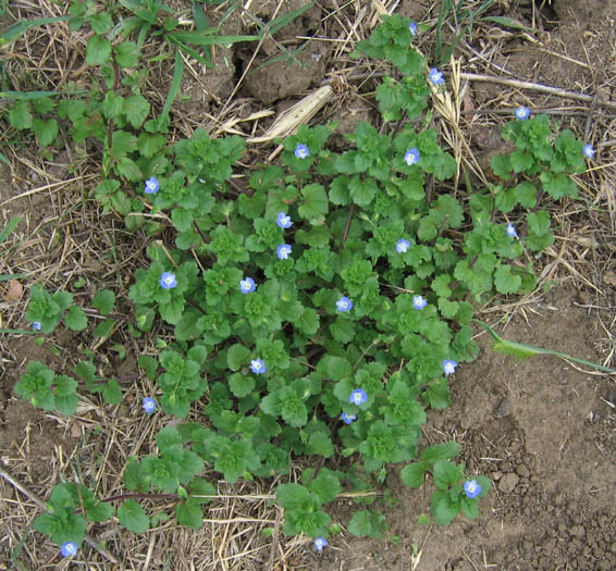 Detailed Picture 2 of Veronica persica