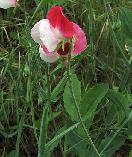 Detailed Picture 2 of Lathyrus odoratus