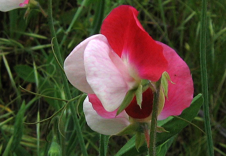 Detailed Picture 1 of Lathyrus odoratus