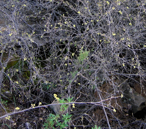 Detailed Picture 2 of Rhus aromatica