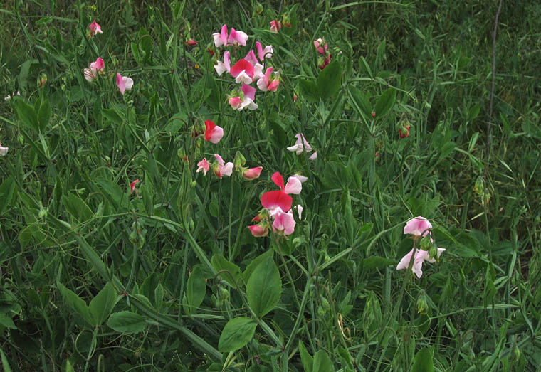 Detailed Picture 3 of Lathyrus odoratus