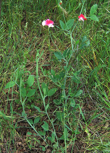 Detailed Picture 4 of Lathyrus odoratus