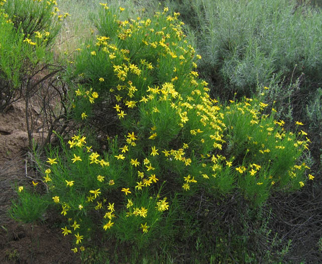 Detailed Picture 5 of Ericameria linearifolia