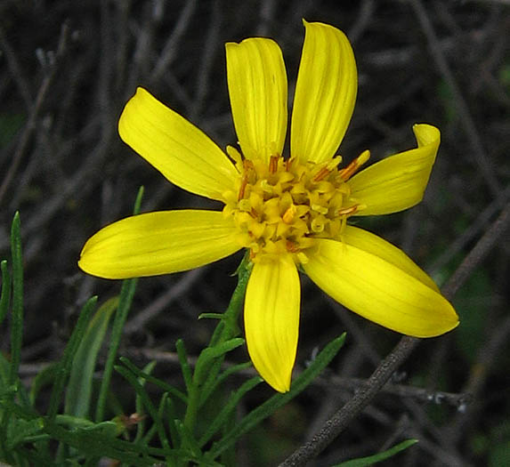 Detailed Picture 1 of Ericameria linearifolia