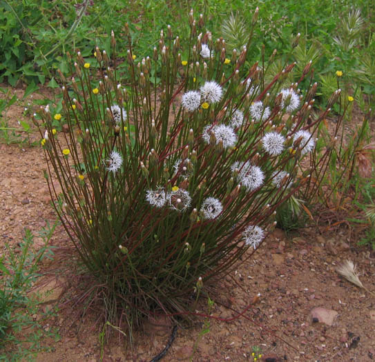 Detailed Picture 5 of Uropappus lindleyi