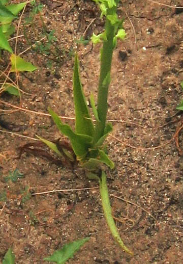 Detailed Picture 6 of Piperia cooperi